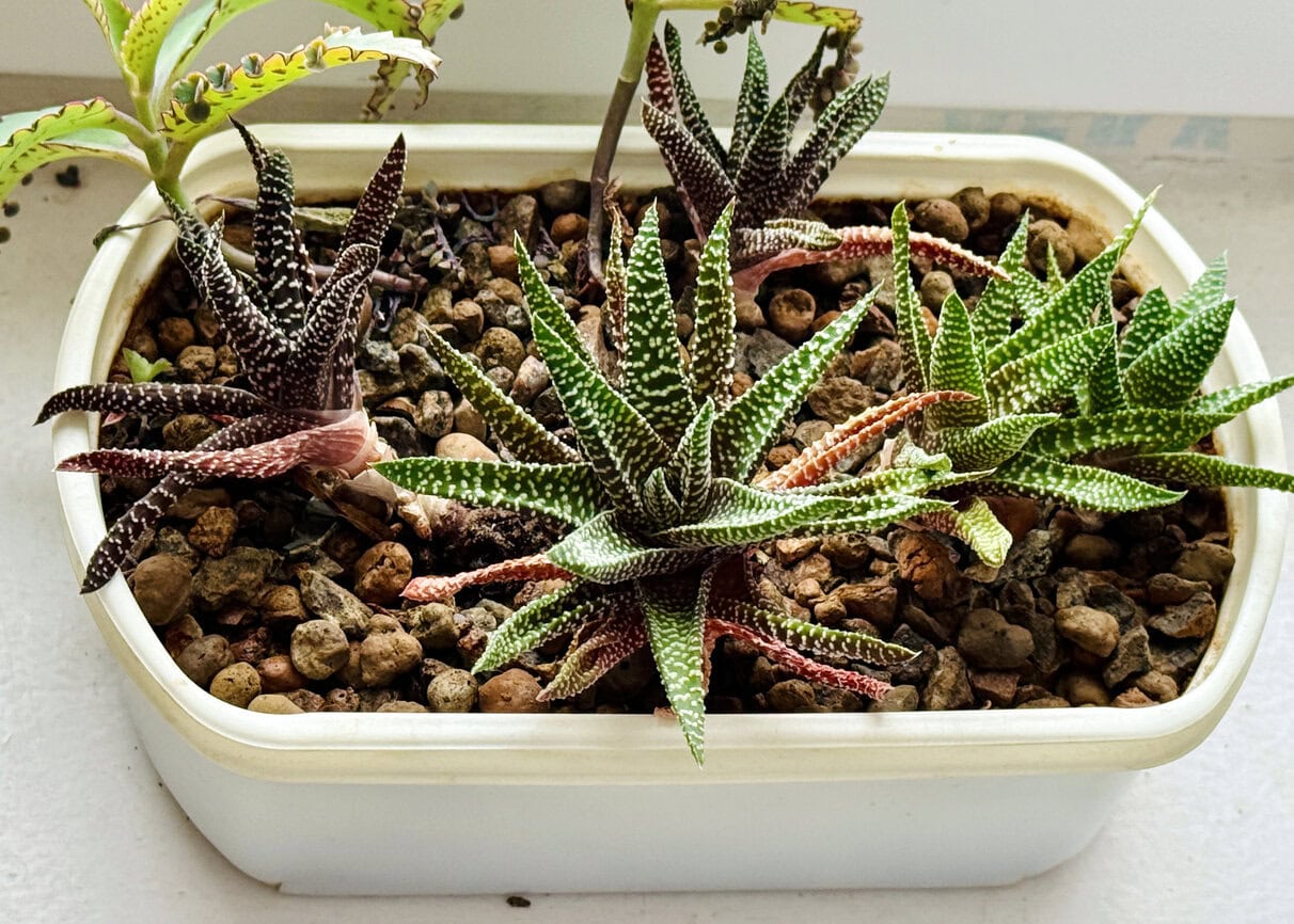 Haworthia