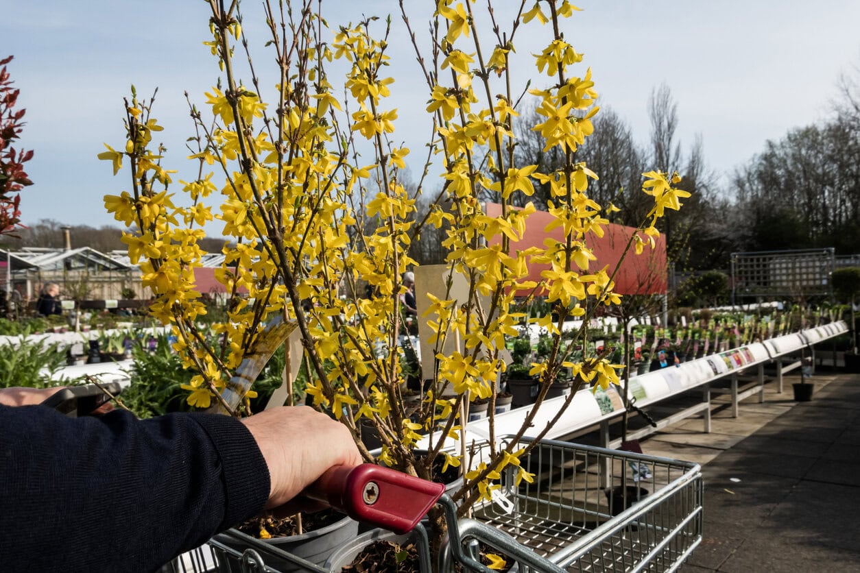 Shopping Forsythia in garden centre/local nursery
