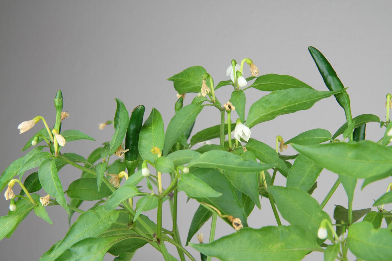 Pepper flowers droping