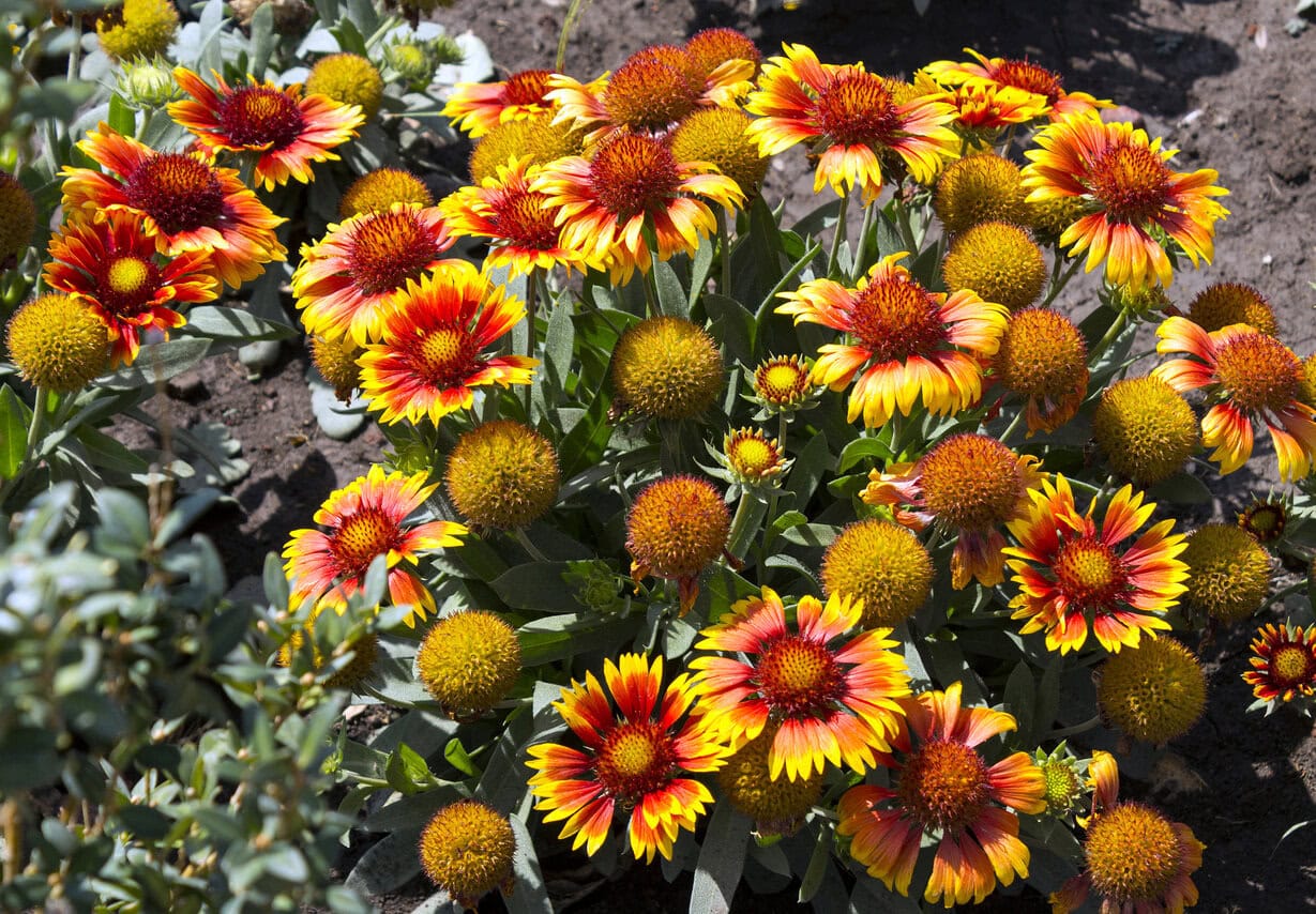 Gaillardia Pulchella