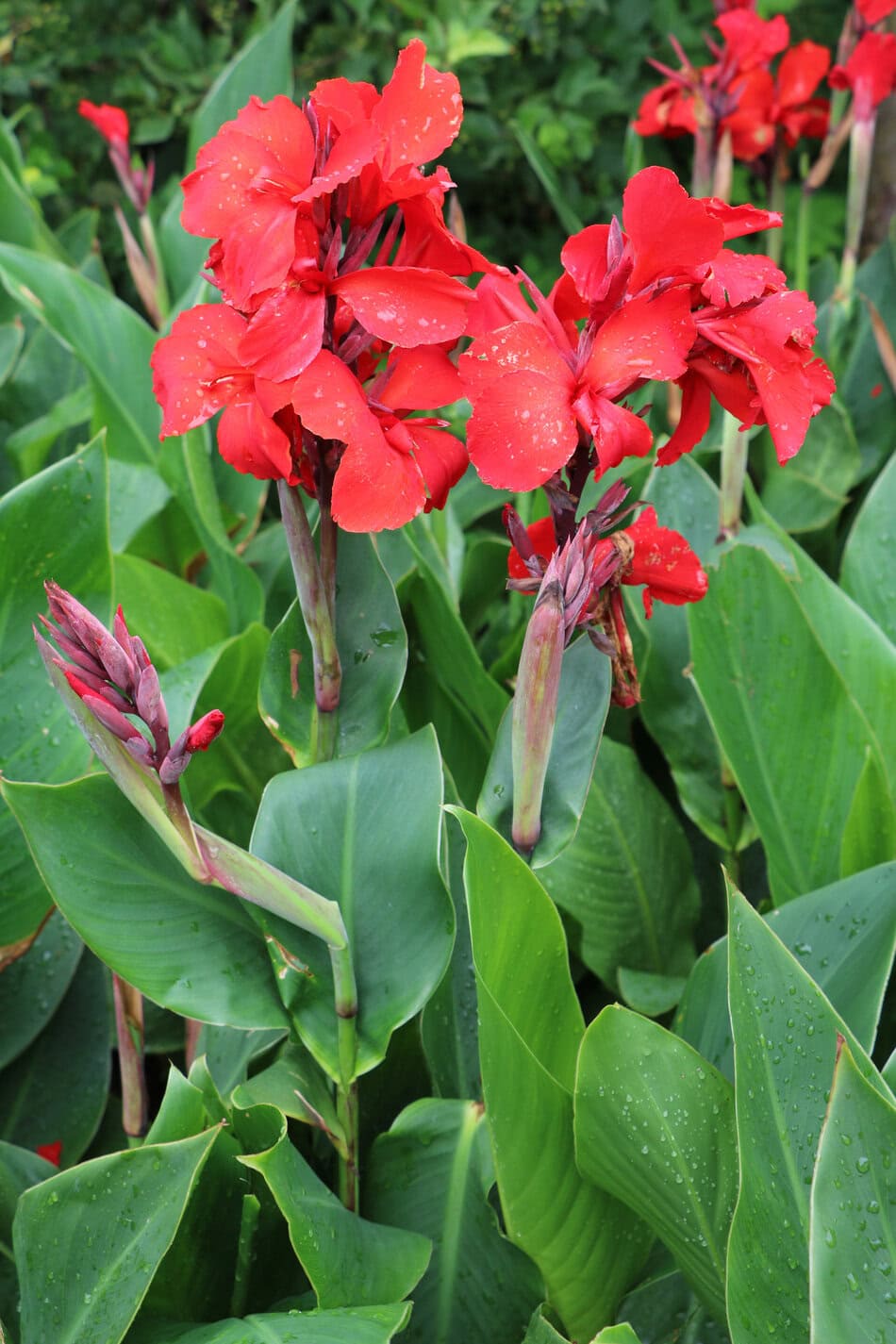 Canna indica (canna lillies)