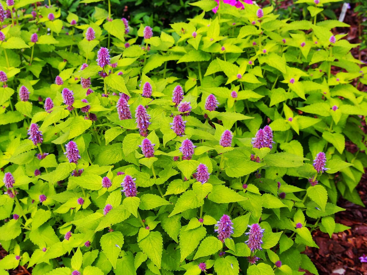 Hummingbird Mint (Agastache foeniculum)