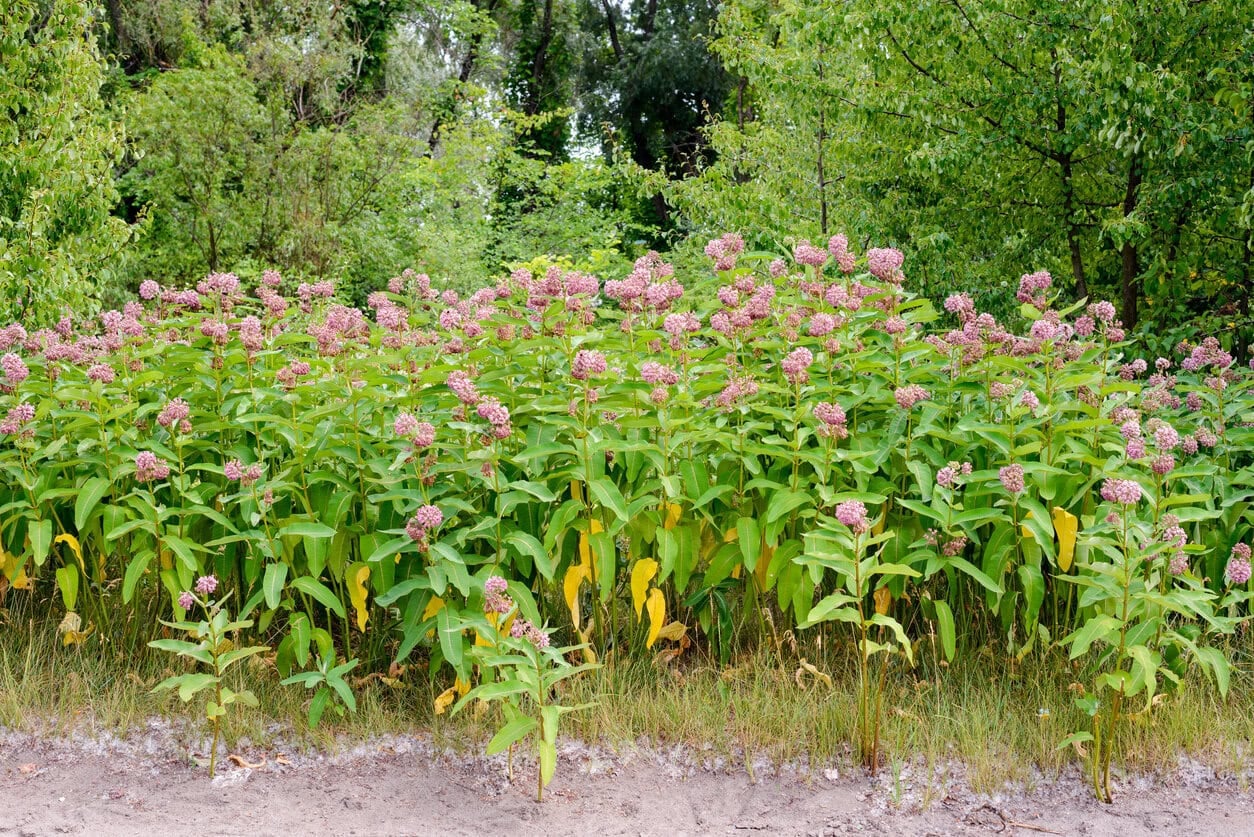 Common milkweed (Asclepias syriaca)