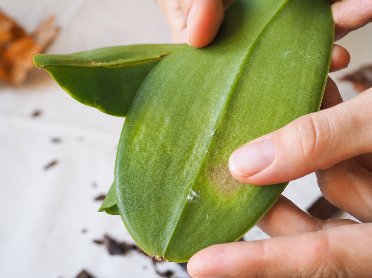 Parasitic mealybug on leaves of orchids
