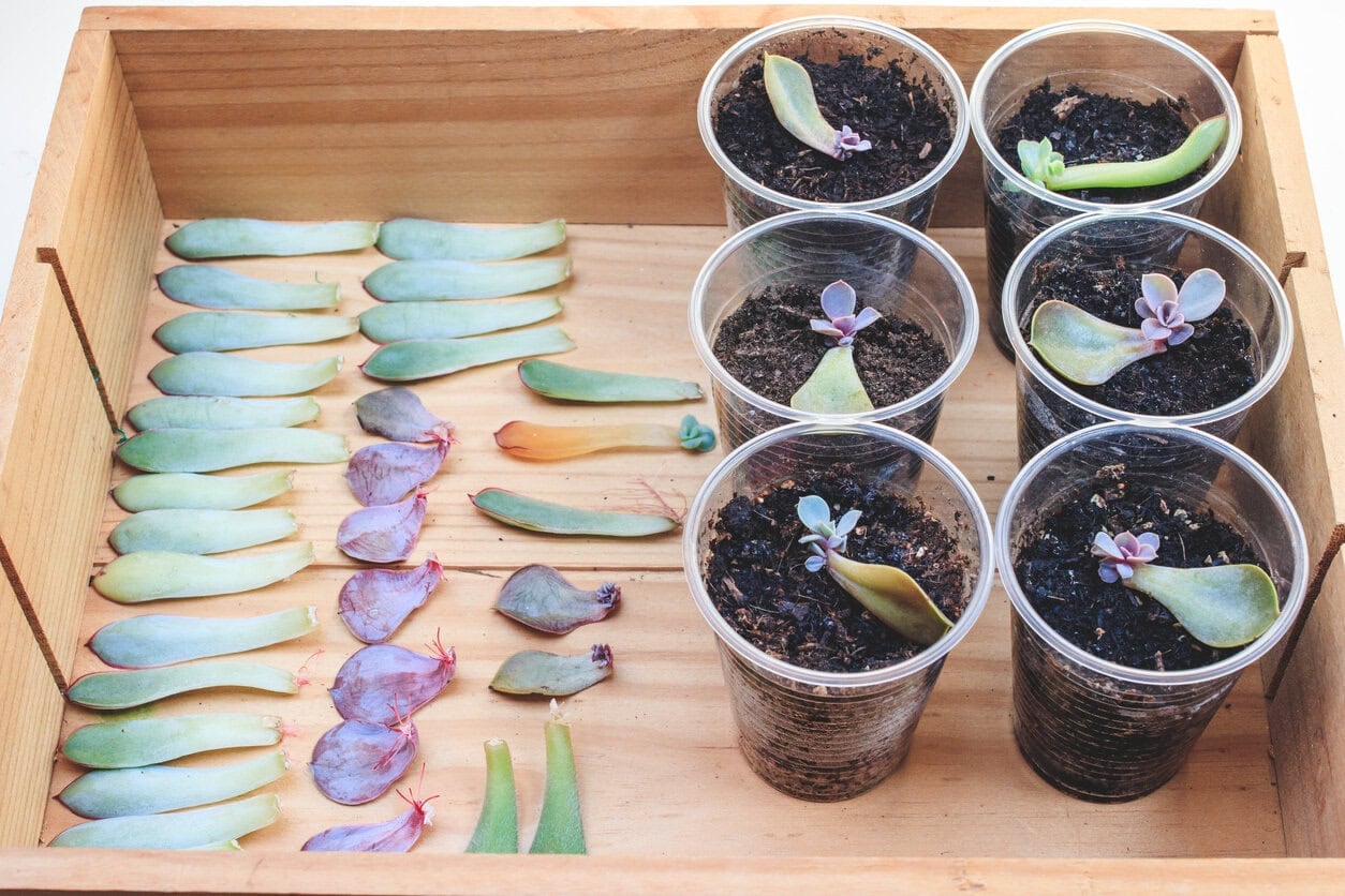 Echeveria propagation by leaf
