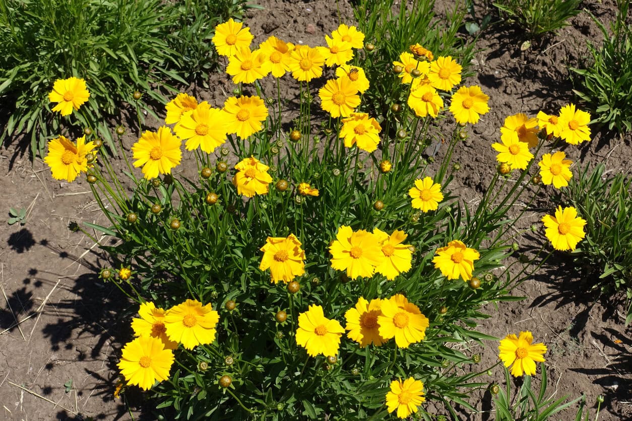 Coreopsis lanceolata