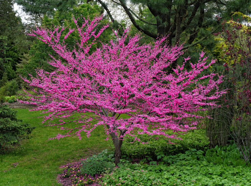 Eastern redbud tree
