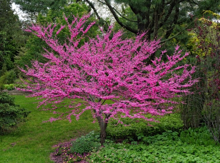 9 Flowering Trees That Bring Color and Charm to Your Yard