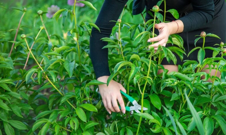 Peony Care in Spring: 8 Jobs for Healthier Plants and Bigger Blooms