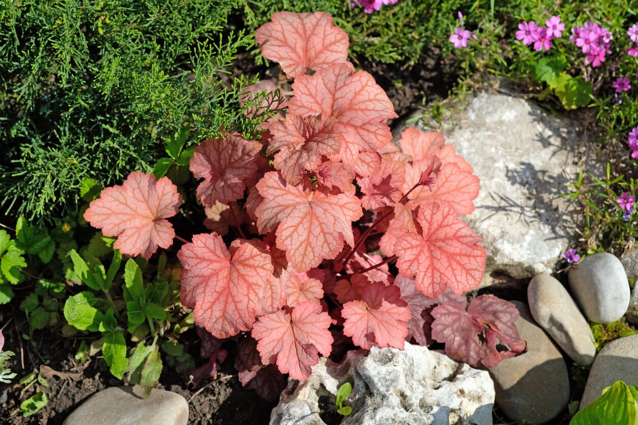 Heuchera (Coral Bells) Geicher Paprika
