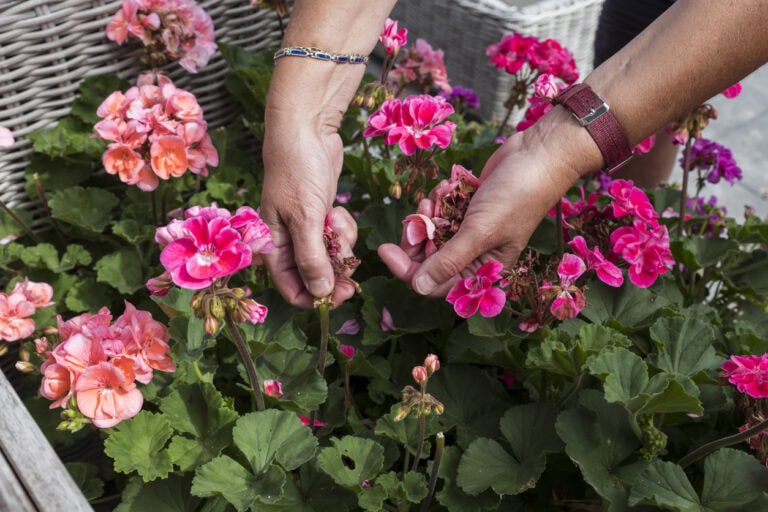 10 Flowers to Deadhead in May for Continuous Blooms
