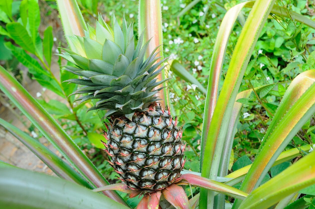 Pineapple