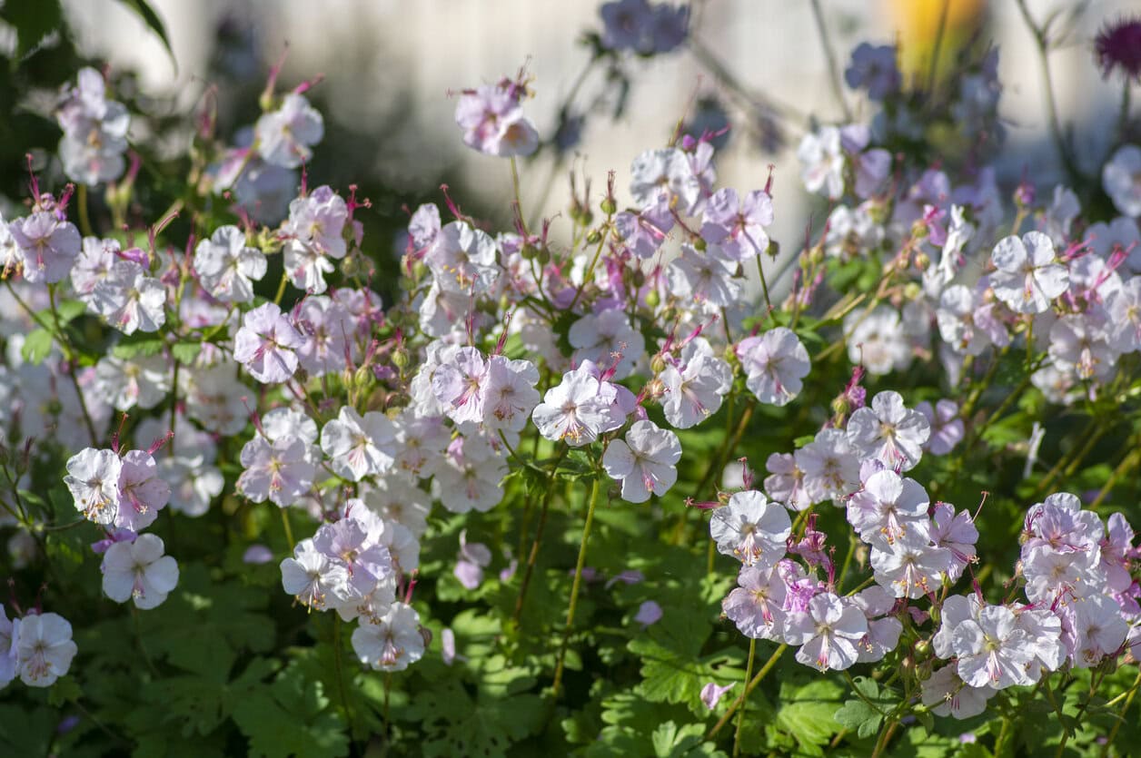 Cranesbill Geranium ‘Biokovo’ (Geranium × cantabrigiense ‘Biokovo’)