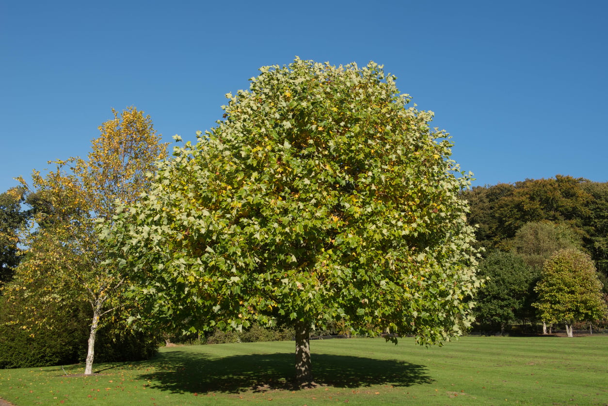 Tulip Tree (Liriodendron tulipifera)