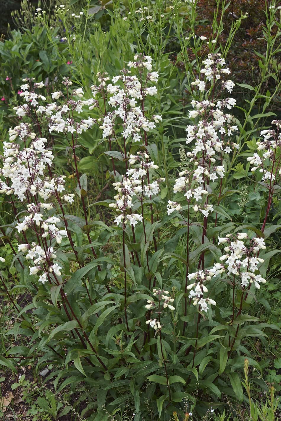 Penstemon ‘Husker Red’