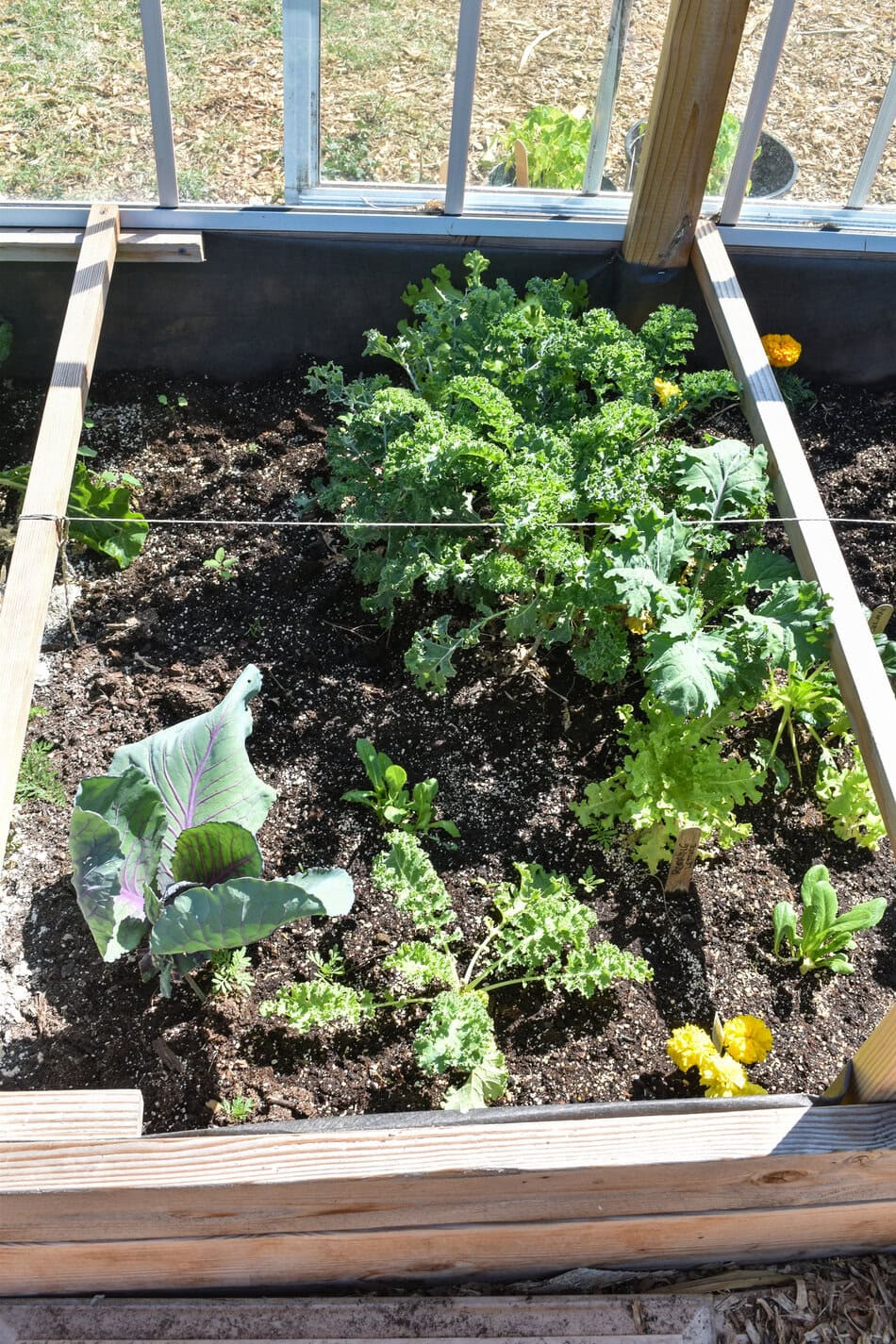 Kale growing raised bed