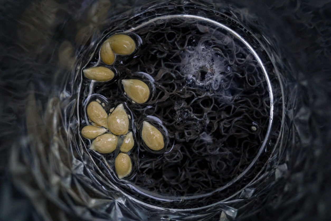 Lemon seeds