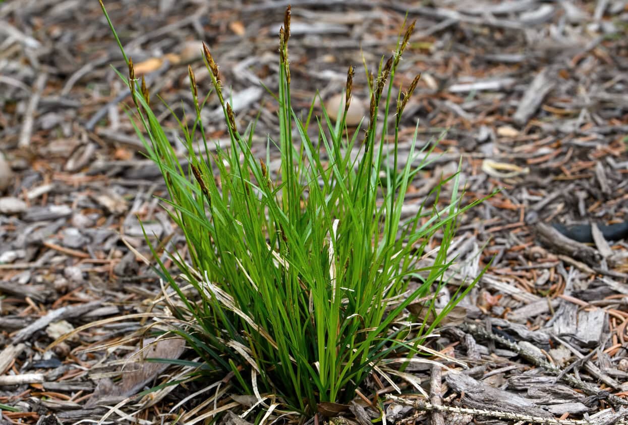 Pennsylvania sedge (Carex pensylvanica)
