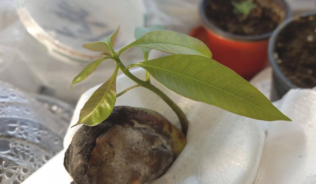 Young mangoo seed germinated