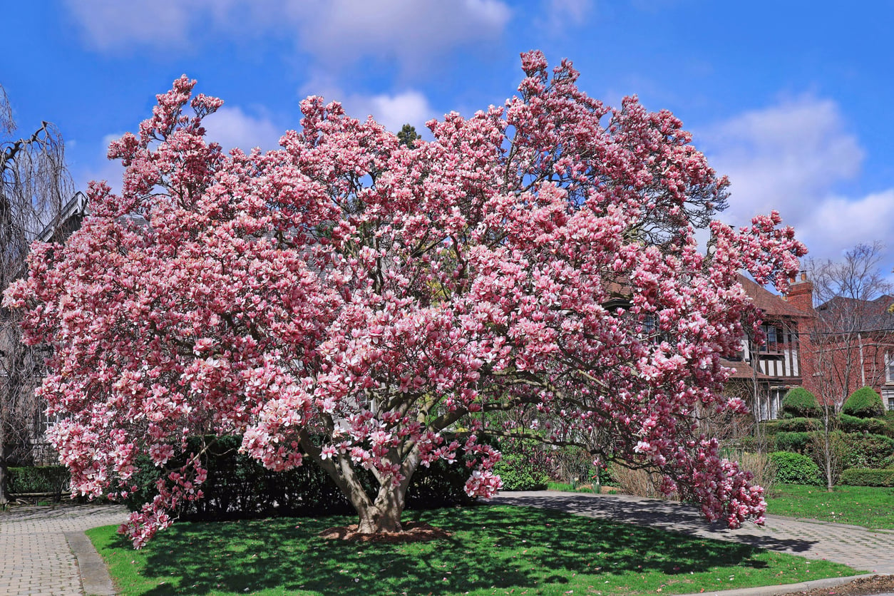 Magnolia tree