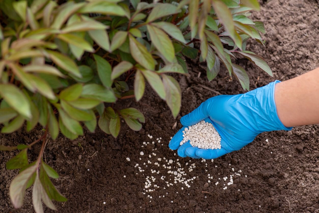 fertilizing peony spring