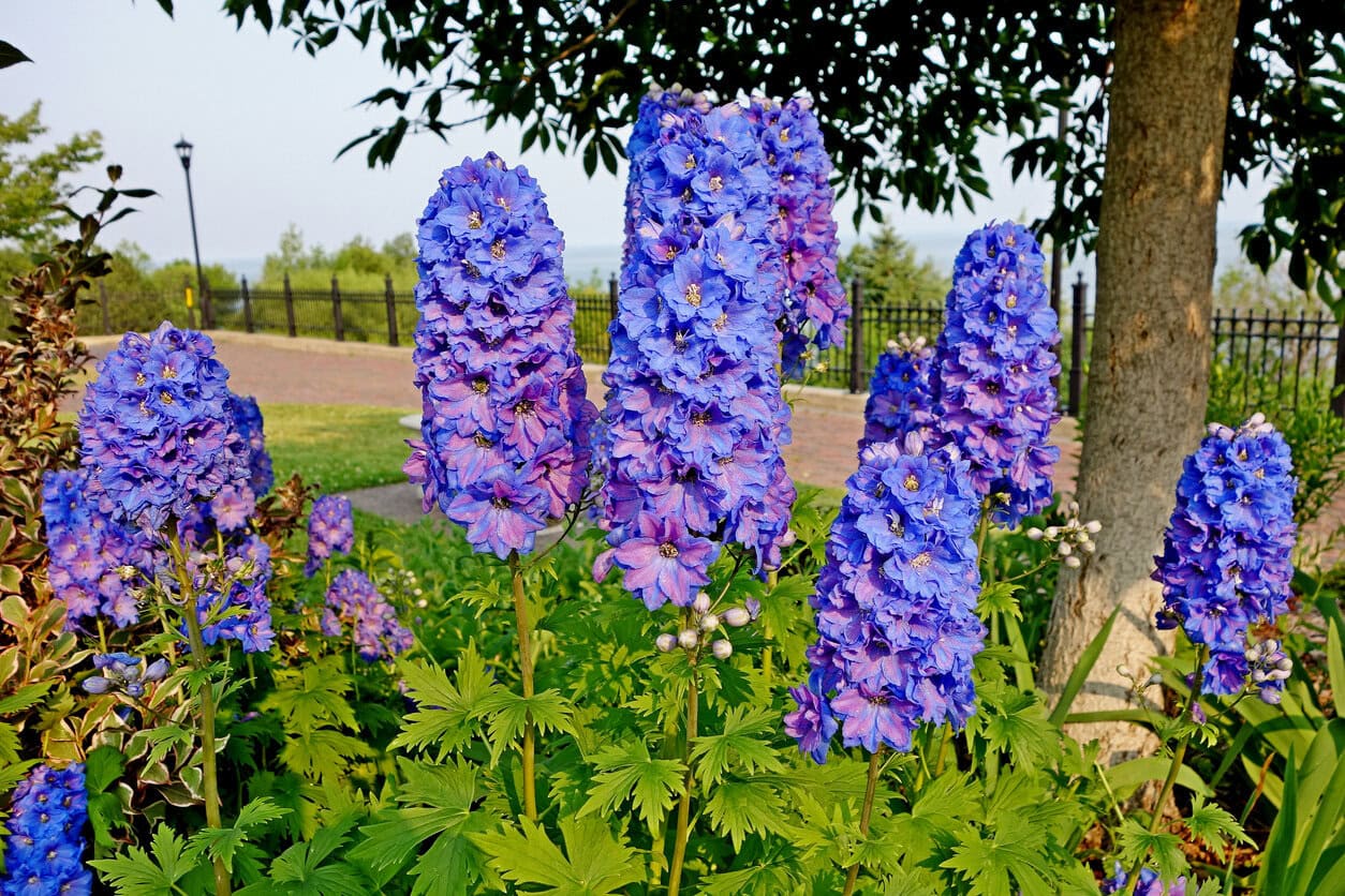 Delphinium
