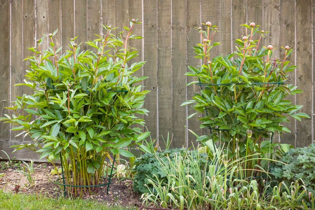 Peony plant support frame or cage