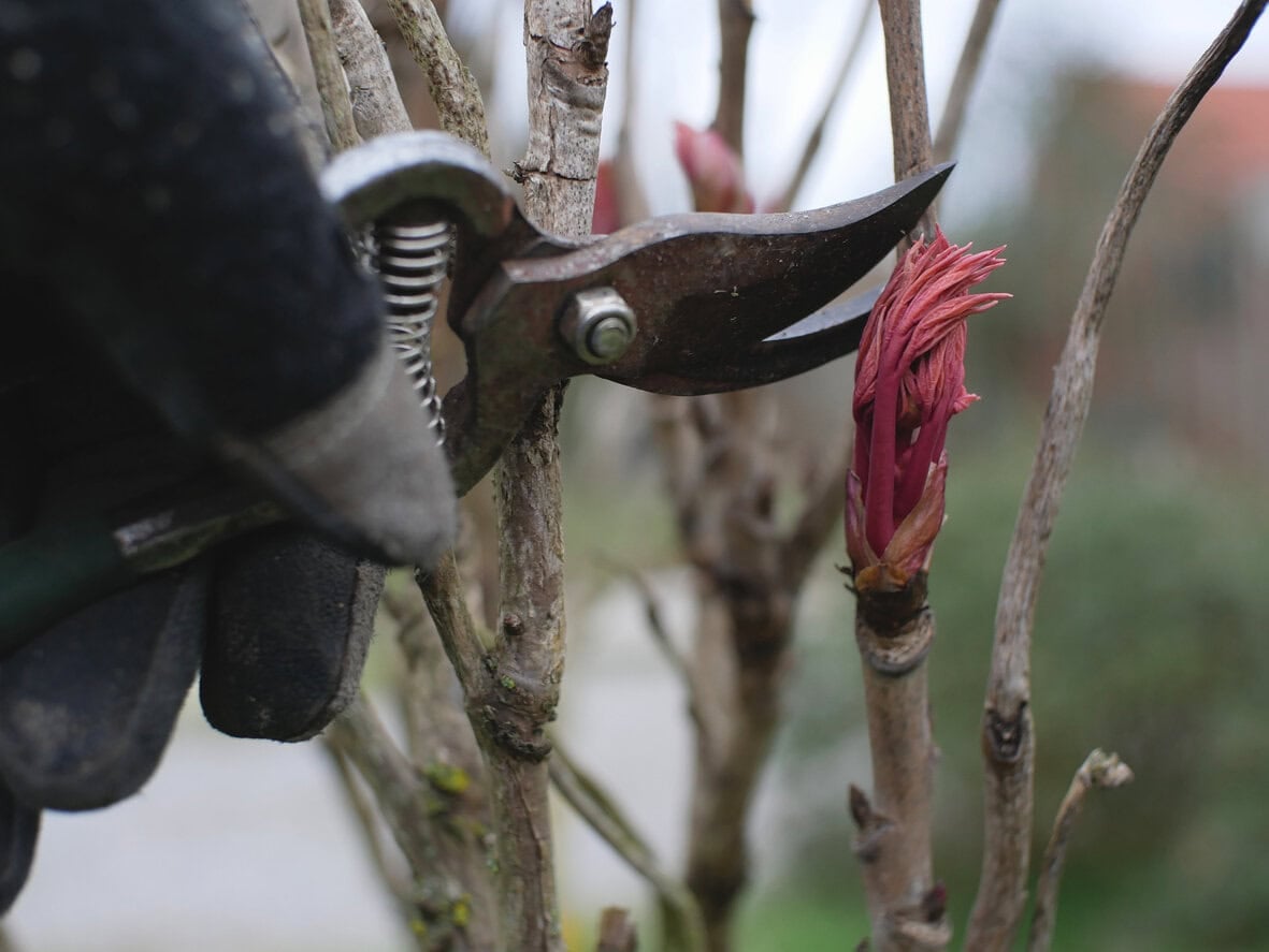 pruning peony tree spring