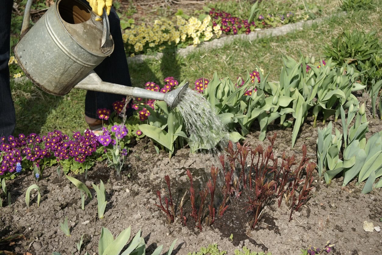 Watering peony spring