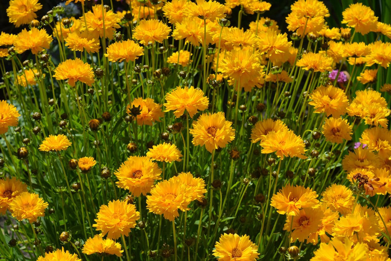Coreopsis Grandiflora Early Sunrise