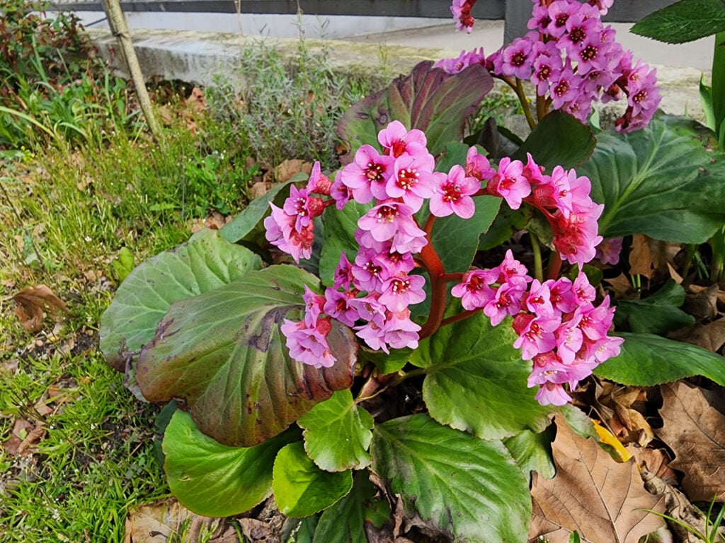 Bergenia cordifolia