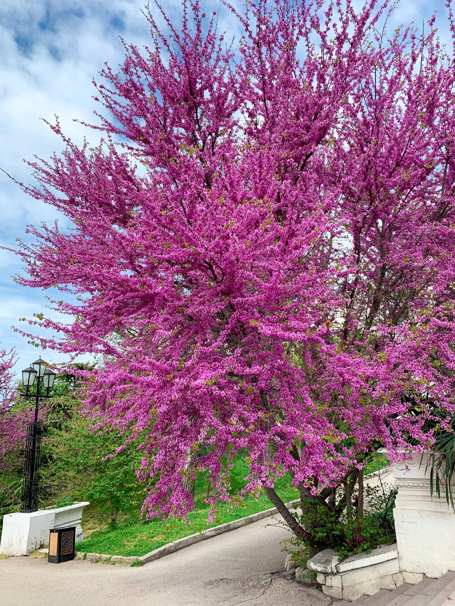 Eastern redbud tree
