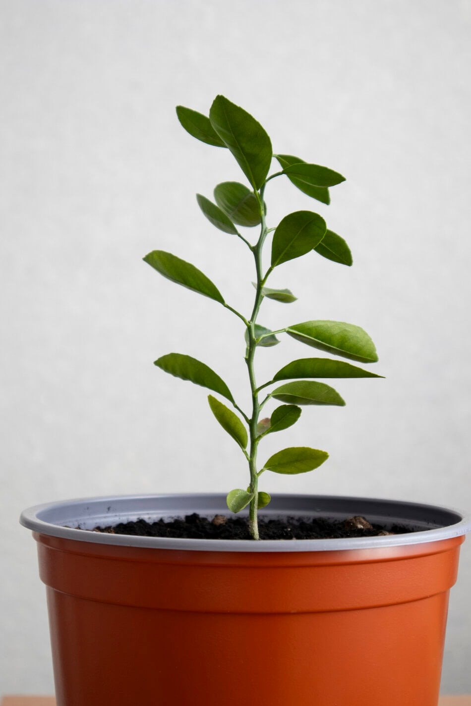 lime tree