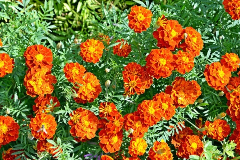 9 Annual Flowers to Plant in April for Nonstop Summer Color