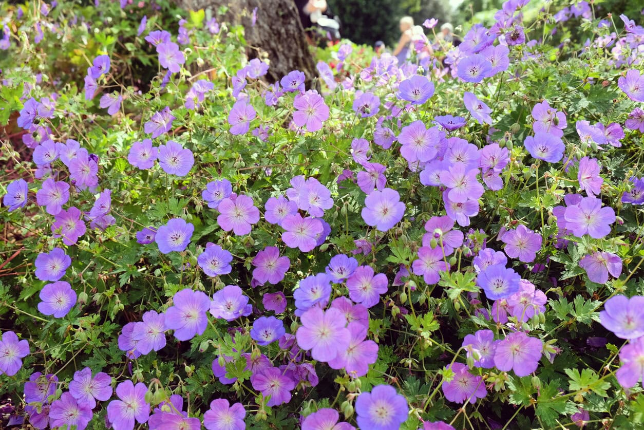 Hardy Geranium cranesbill 'Rozanne' 