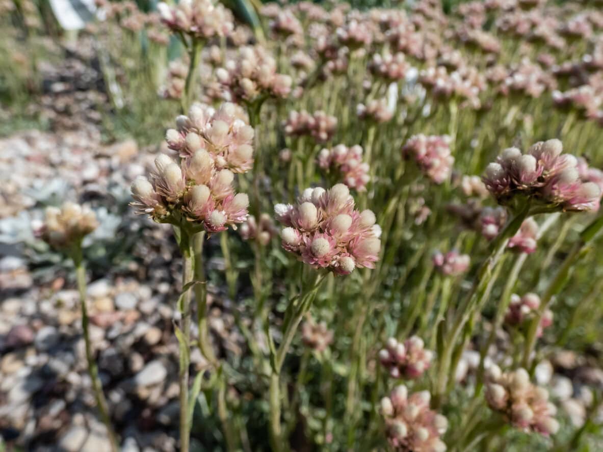 Rosy Pussytoes (Antennaria plantaginifolia)