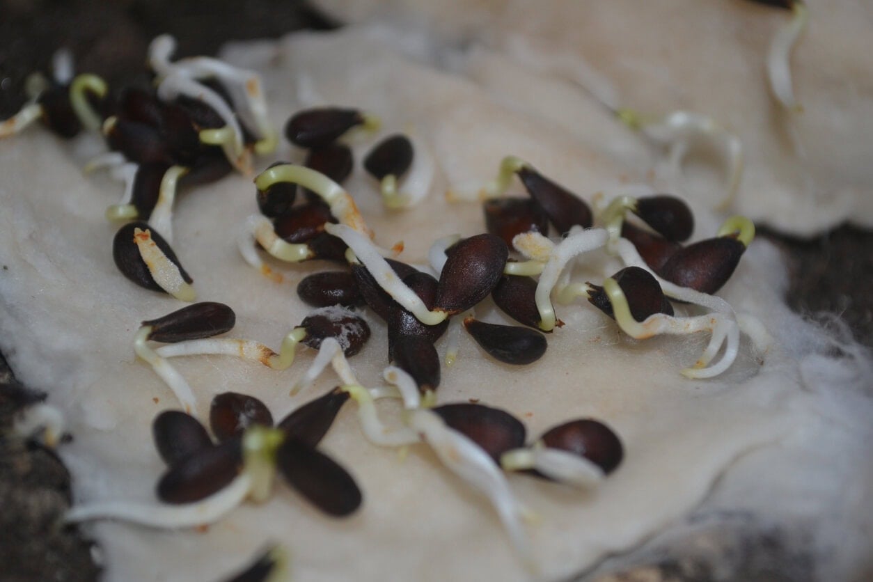Apple tree seeds germinating