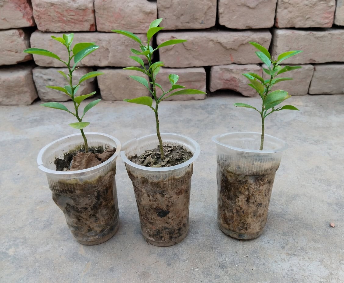orange tree seedling