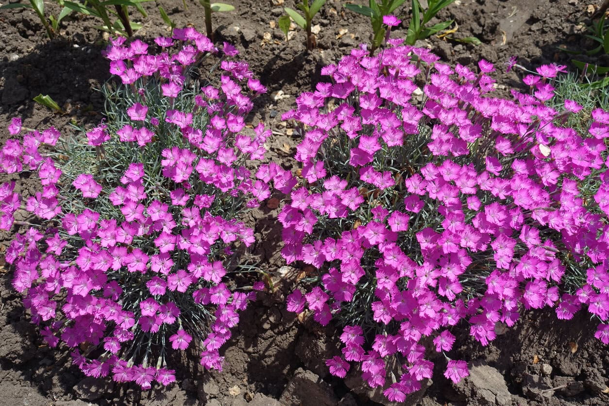 Cheddar Pinks (Dianthus gratianopolitanus)