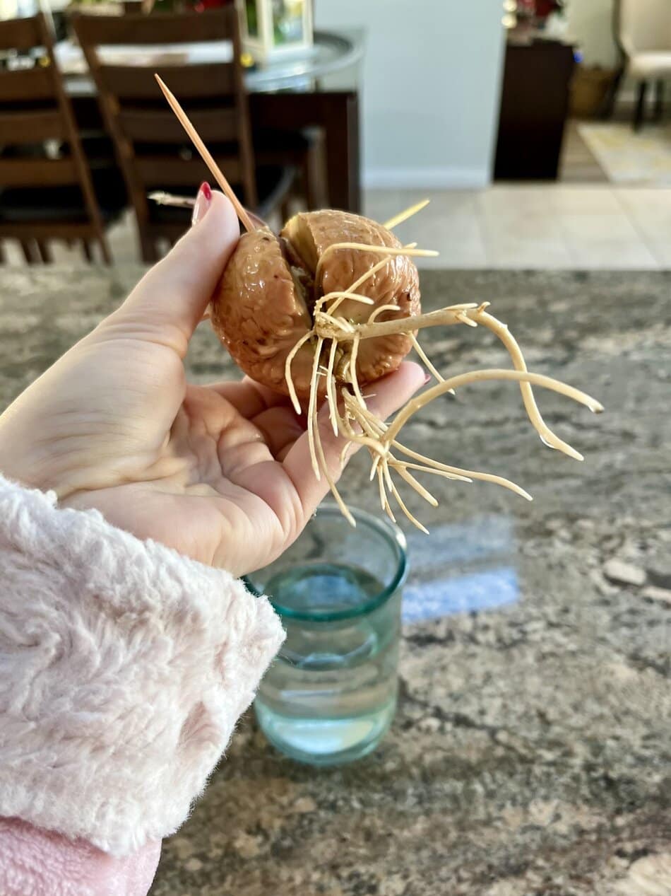 avocado seed germinating