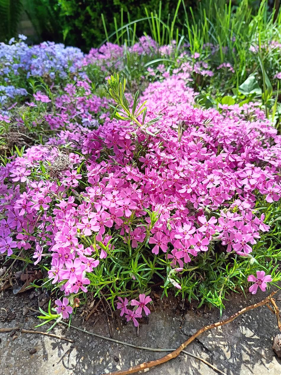 Creeping phlox (Phlox subulata)