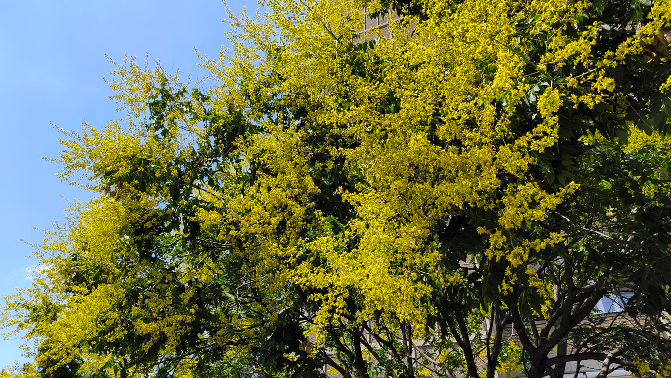 Golden Rain Tree (Koelreuteria paniculata)