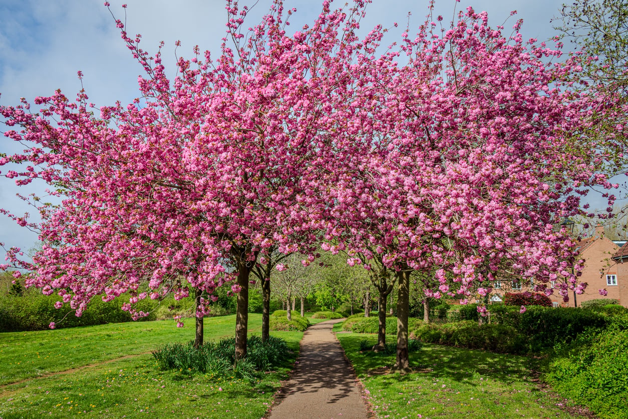 Kwanzan Cherry Tree