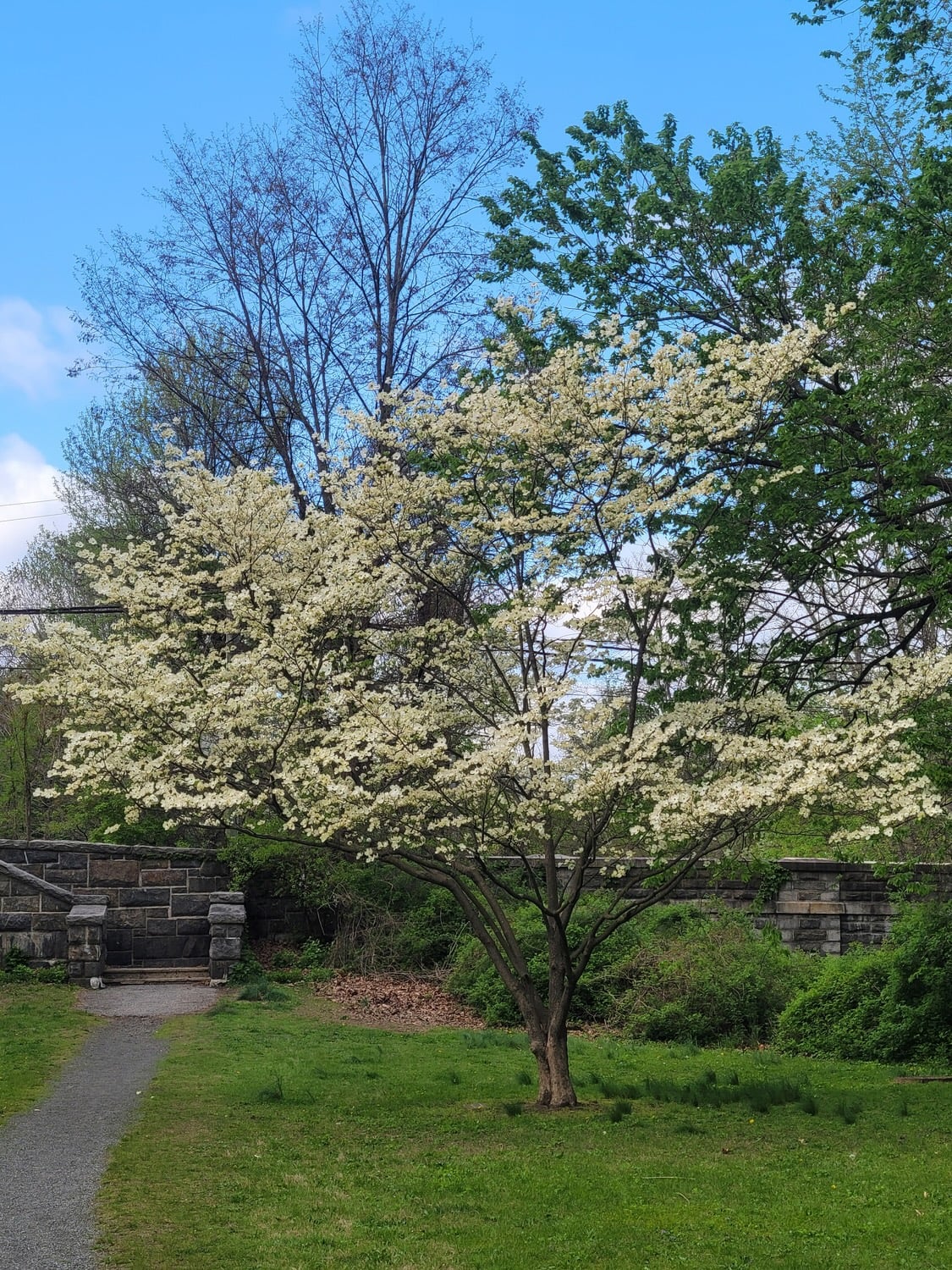 Dogwood