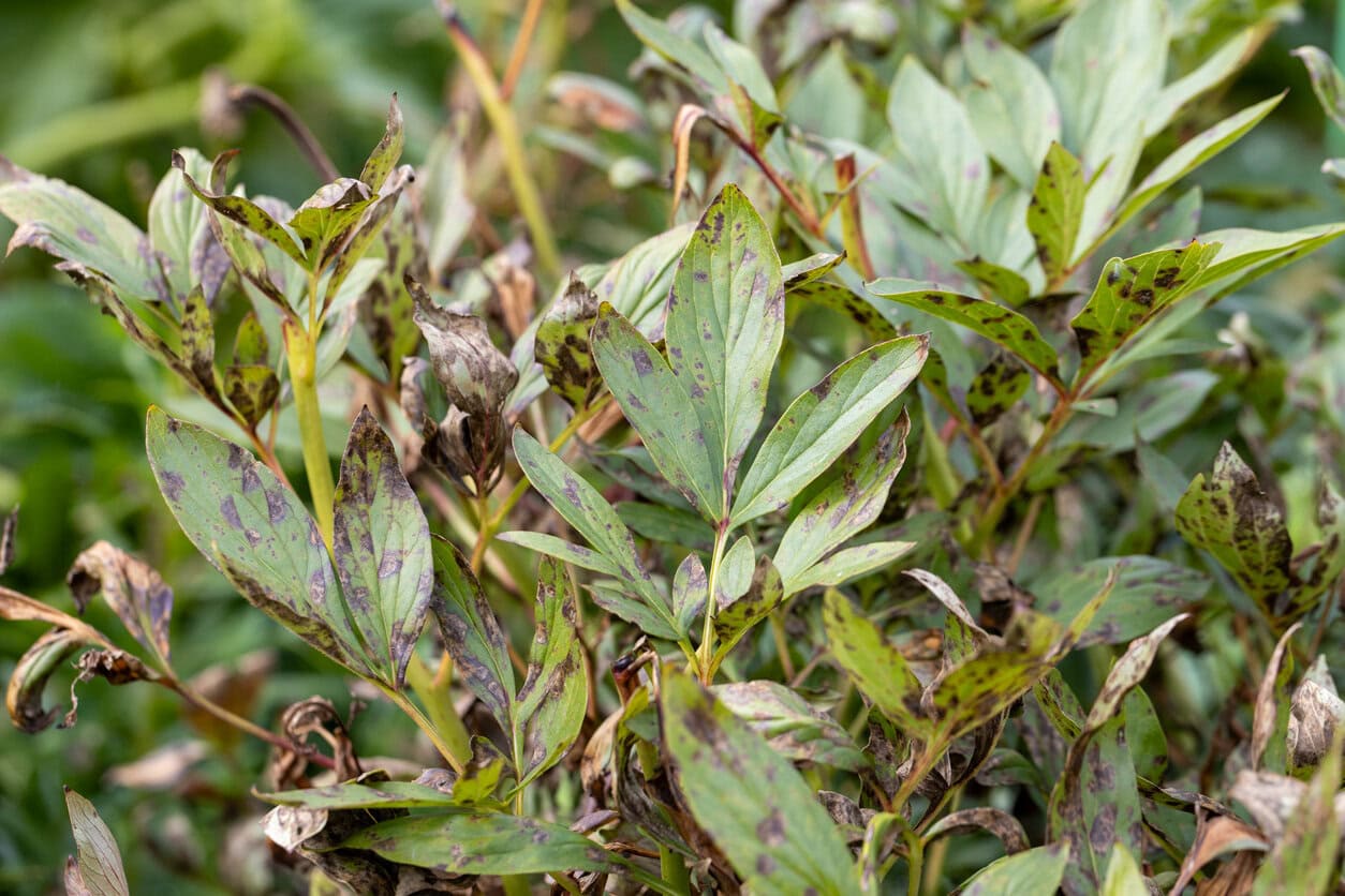 Brown rot peonies