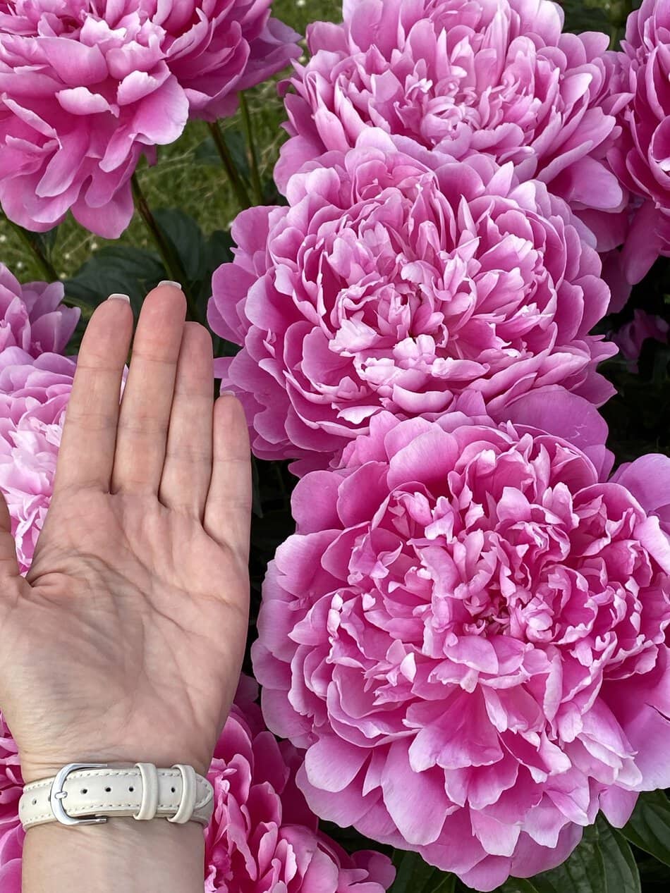 Pink peonies, hand showcasing flower size against green foliage