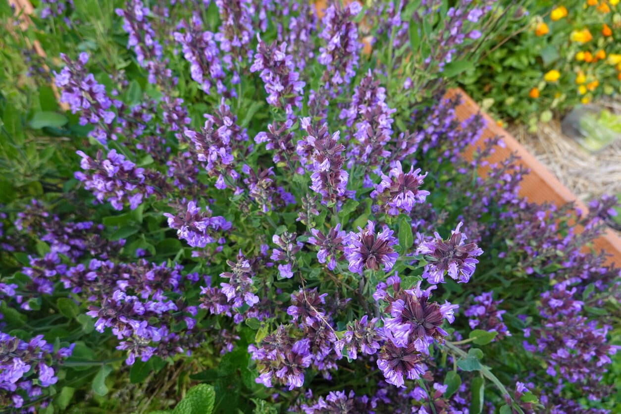 Salvia May Night (Mainacht)
