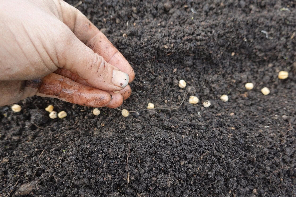 planting pea seeds