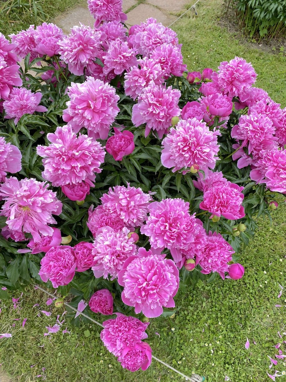 Pink peony flowers