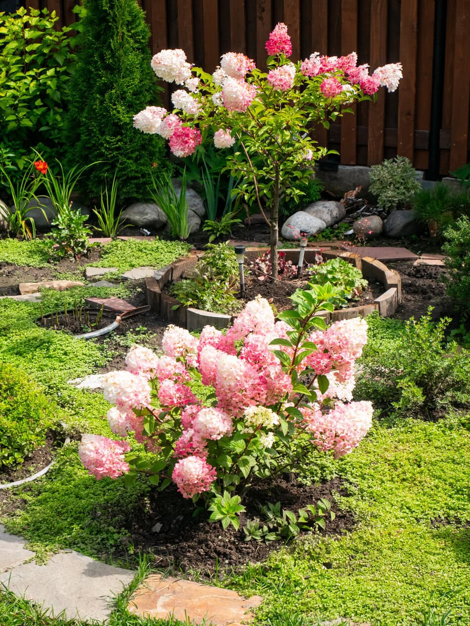 panicle hydrangea